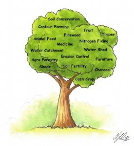 cameroon.shumas.eucalyptus.replacement.project. Cartoon showing tree uses