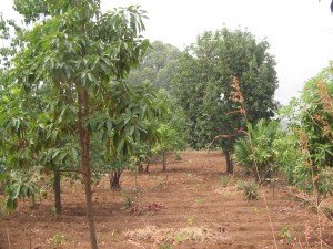 cameroon.shumas.eucalyptus.replacement.project.phase2. Area of agroforestry 2009