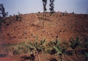 cameroon.shumas.eucalyptus.replacement.project. Land cleared of eucalyptus trees