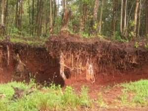 cameroon.shumas.eucalyptus.replacement.project. Eucalyptus roots