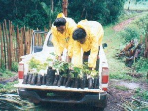 cameroon.shumas.eucalyptus.replacement.project. Transporting seedlings to final locations