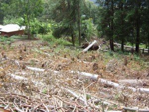 cameroon.shumas.eucalyptus.replacement.project. Felling eucalyptus trees