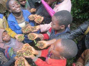 cameroon.camgew. Children collecting seeds