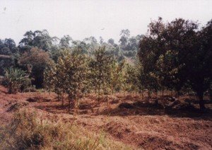 cameroon.shumas.eucaltptus.replacement.project.phase1. Pygum africanus plantation