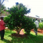 fioh.kenya. FIOH Kenya tree nursery at Buburi Health Clinic, Busia
