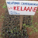 Newtonia camerunensis seedlings