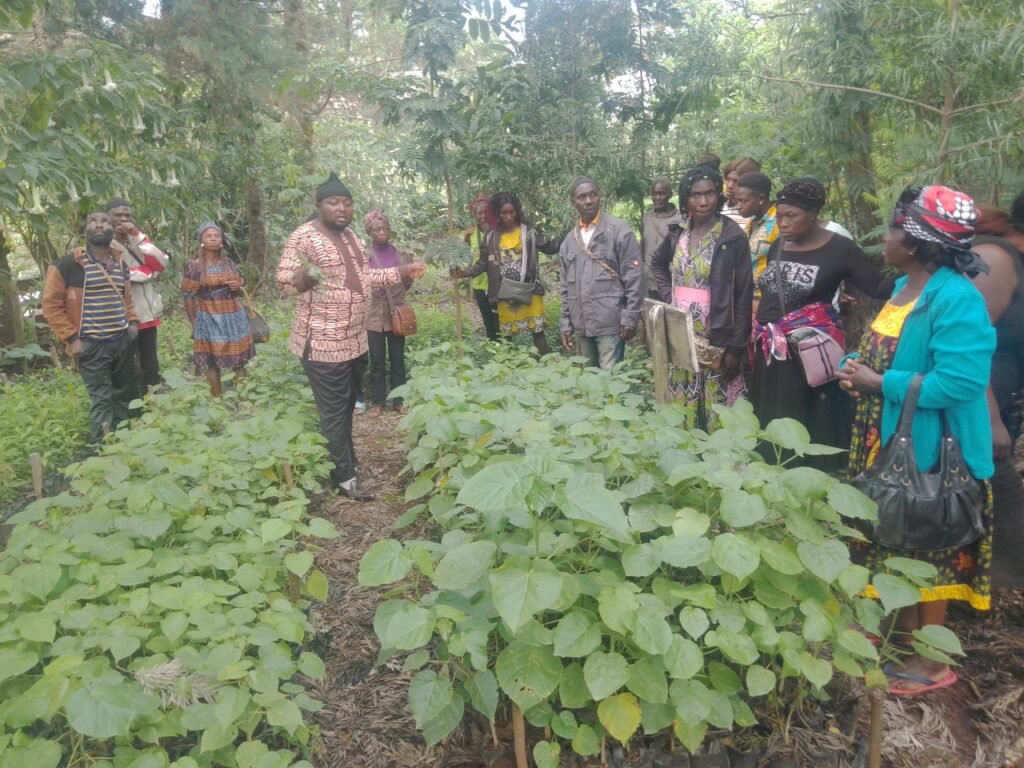 Forest regeneration via tree nurseries