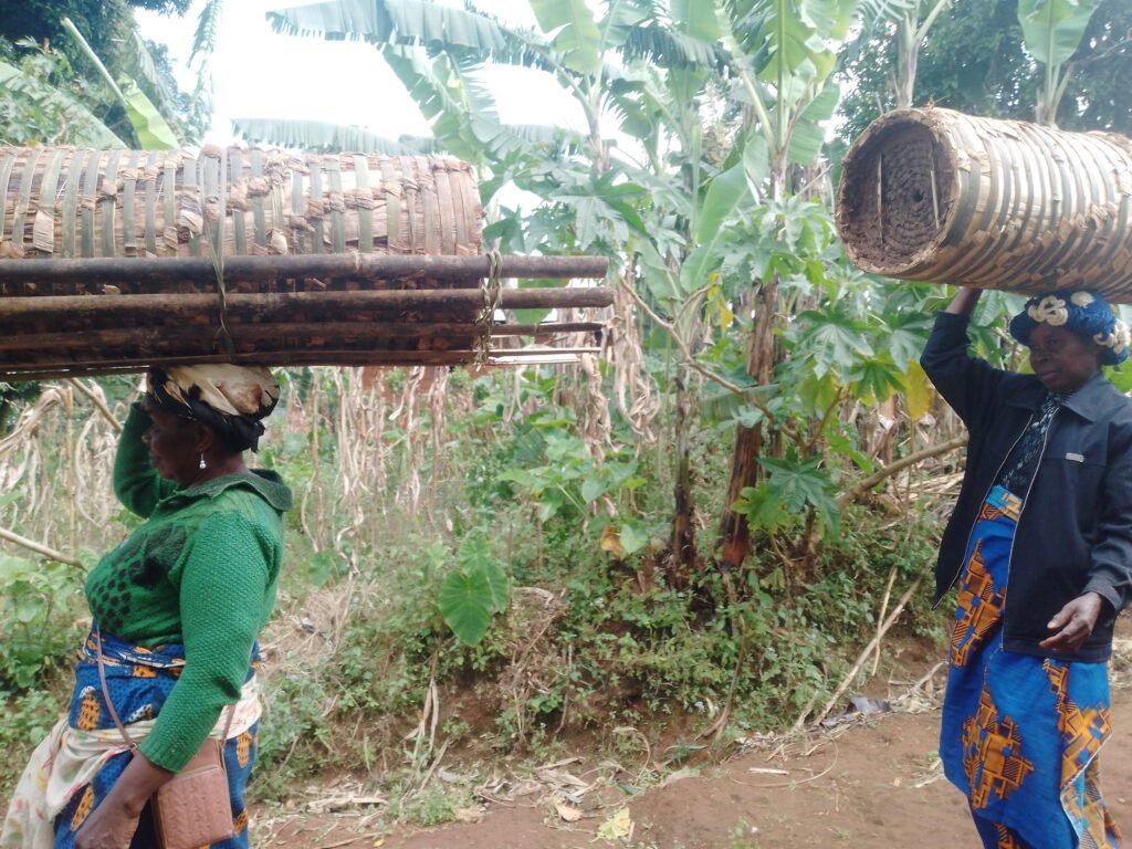 Livelihoods diversified through apiculture. Bee hives constructed and placed in Kilum Ijim Forest