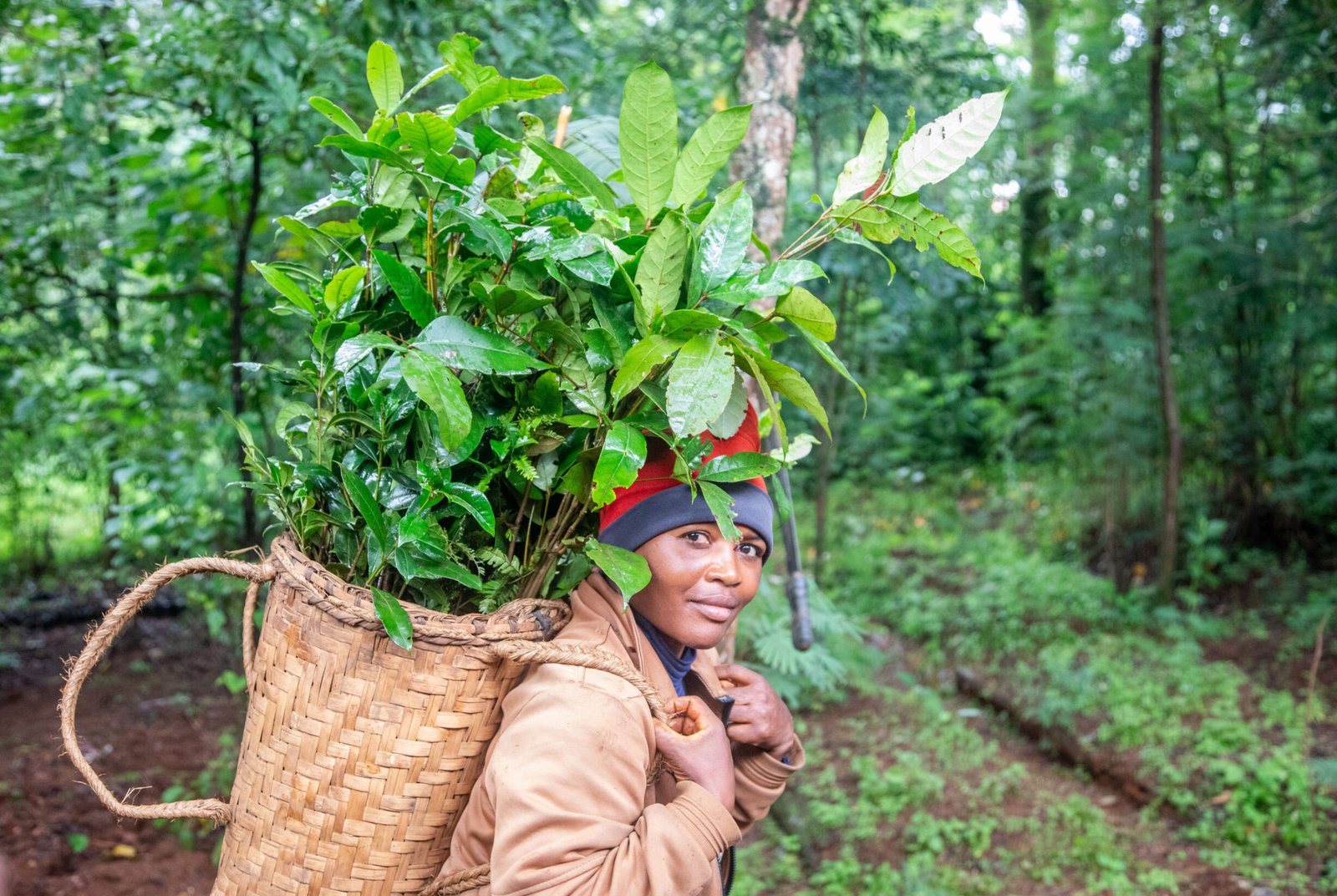 Thriving forest restored by CAMGEW partners in Cameroon