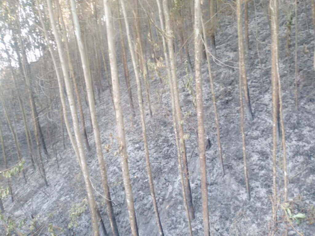 Local indigenous population combat deforestation by guarding and protecting valued  forestry resource. This fire was effectively controlled by vigilance and immediate action